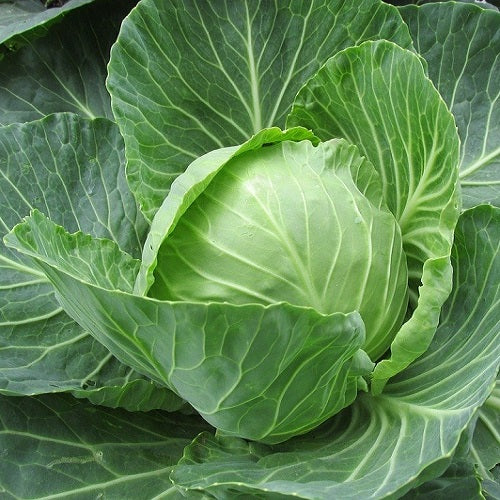 Cabbage Band Gobhi | Vegetable Seeds