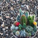 Succulent & Cactus Soil Media Mix 900 gm pack