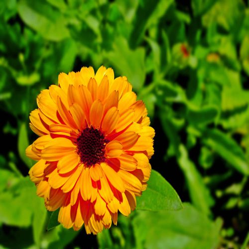 Calendula Double Mixed Color Flower F1 Seeds