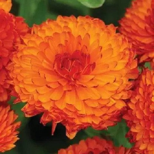 Calendula Neon Red Flame Color Flower Seeds