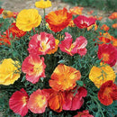 California Poppy Any Color Flower Seeds