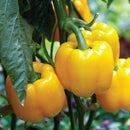 Capsicum Yellow Shimla Mirch Imported | Vegetable Seeds