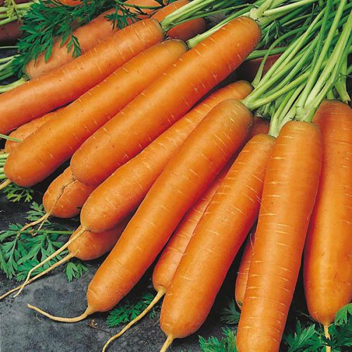 Carrot Nantes | Vegetable Seeds