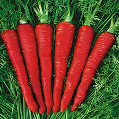 Carrot Red Deep Desi | Vegetable Seeds