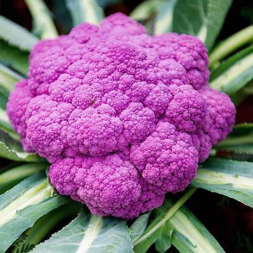Cauliflower Di Sicilia Violetto | Exotic Vegetable Seeds