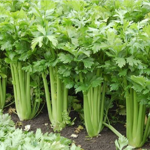 Celery Seeds | Herb Seeds