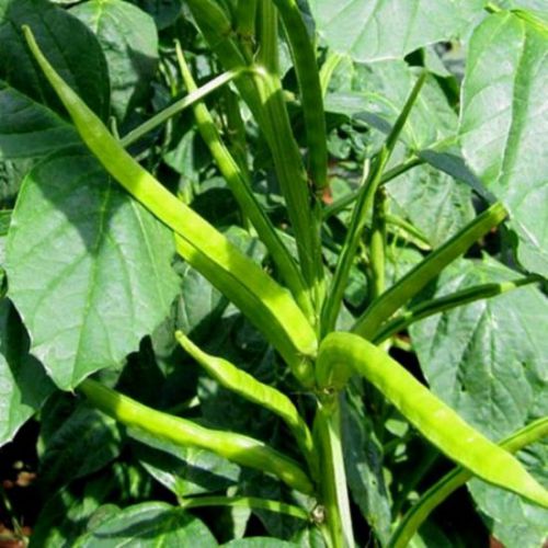 Guar Phali Desi Seeds | Vegetable Seeds