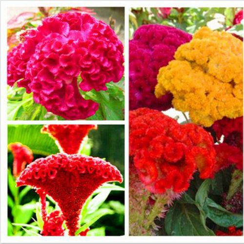 Cockscomb Mixed Color Flower Seeds