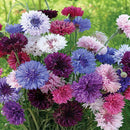 Corn Flower Mixed Color Flower Seeds