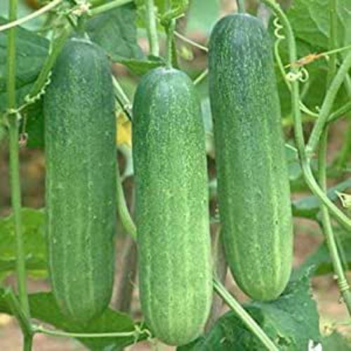Cucumber Kheera F1 | Vegetable Seeds