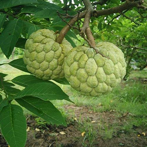 Custard Apple Sharifa Fruit Plant Seeds | Fruit Seeds
