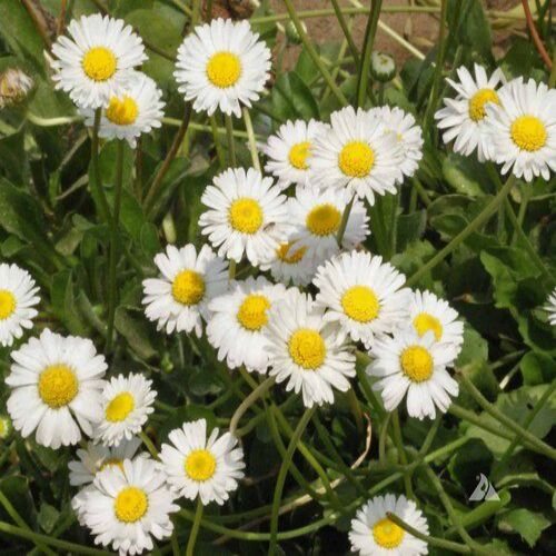 Daisy White Mixed Color Flower Seeds