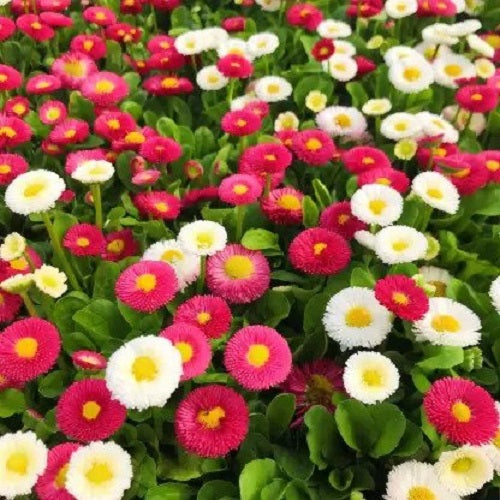 Daisy Mixed Bellis Perensis Color Flower Seeds