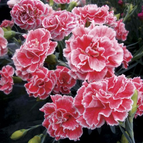 Dianthus Mixed Color Flower Seeds