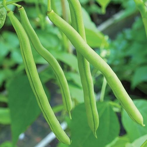 French Bean | Vegetable Seeds