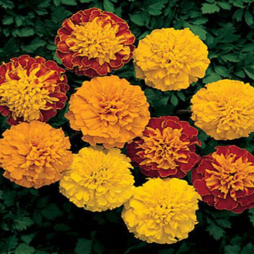 Marigold French Mixed Color Flower Seeds