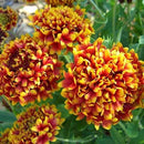 Gaillardia Finest F1 Mixed Color Flower Seeds