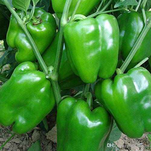 Green Capsicum Shimla Mirch F1 | Vegetable Seeds