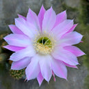 Echinopsis Oxygona Cactus Live Plant
