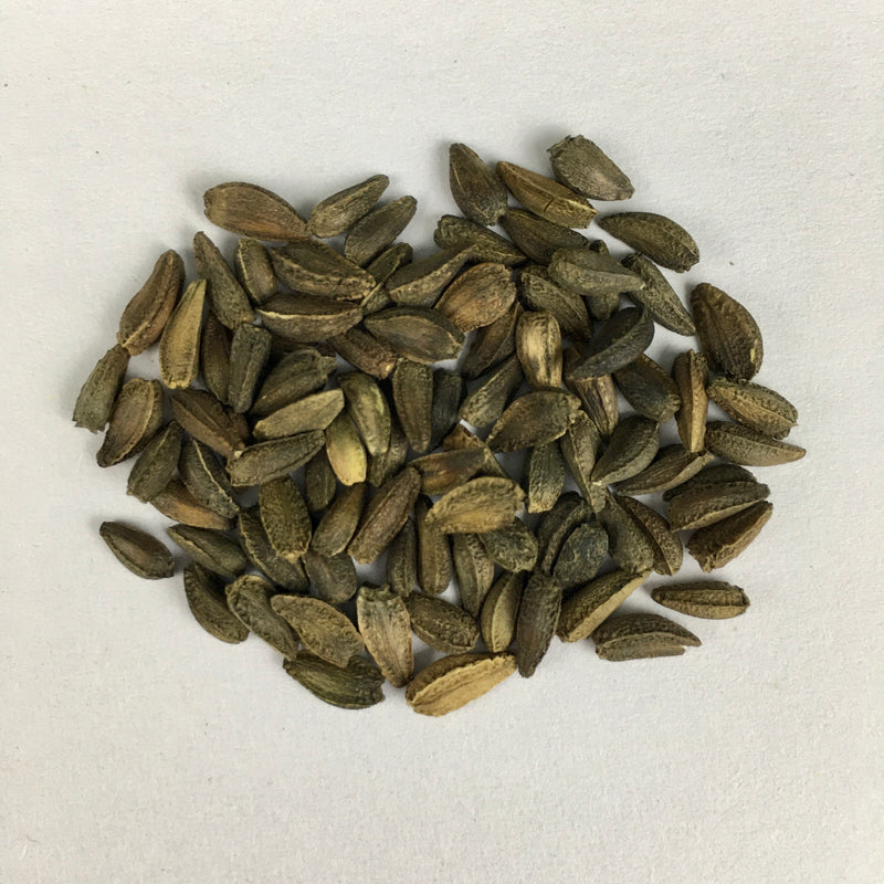osteospermum flower seeds Osteospermum Flower Seeds