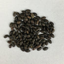 Salvia Sizzler White Color Flower Seeds