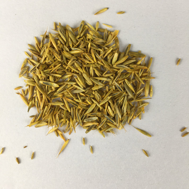 Imported English Lawn Grass Seeds