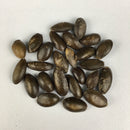 Custard Apple Sharifa Fruit Plant Seeds | Fruit Seeds