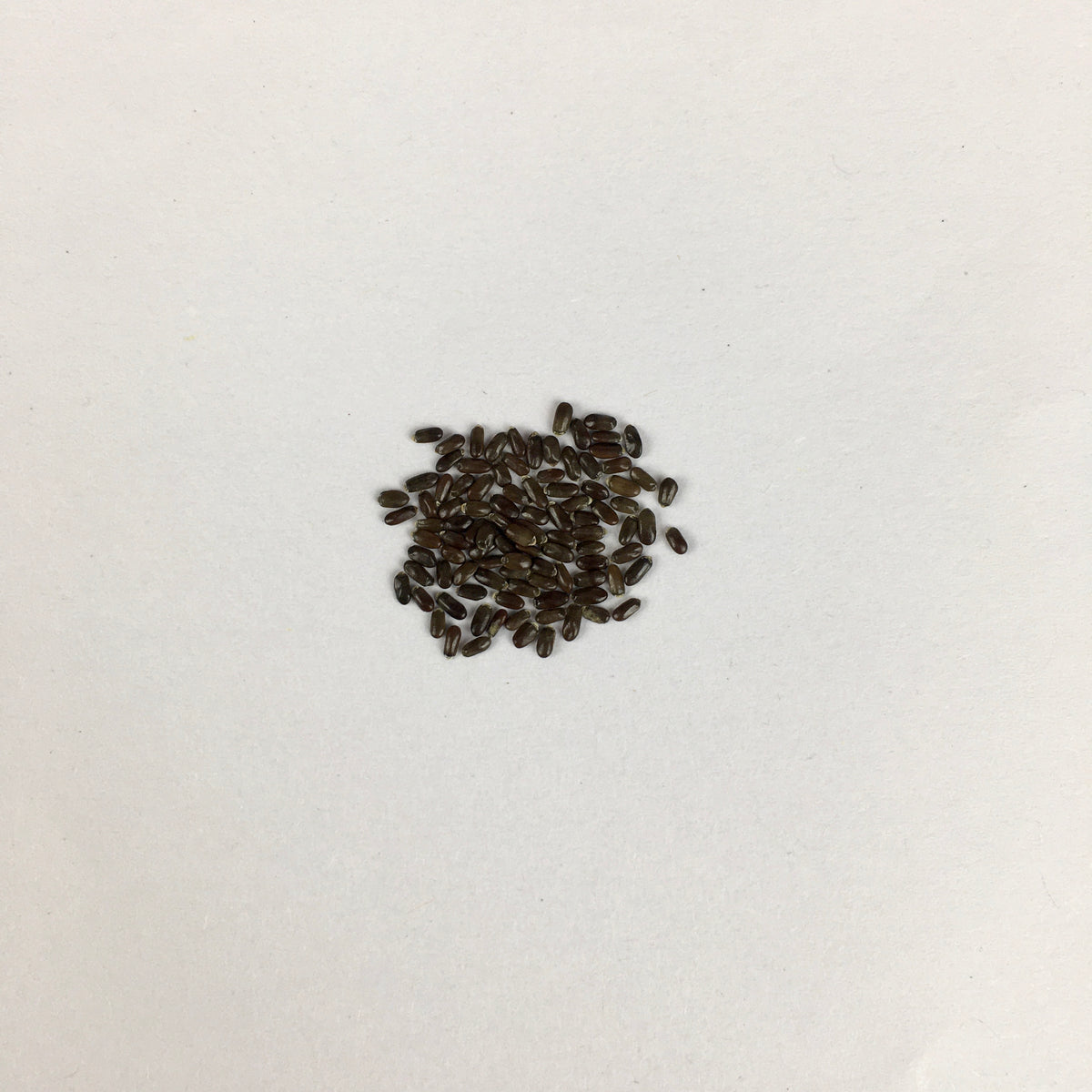 lavender seeds india Lavender Herb Seeds