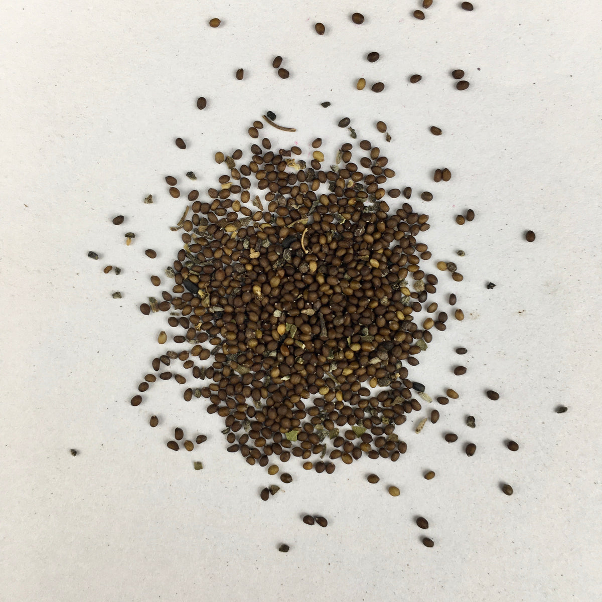 Tulsi Rama Plant Seeds