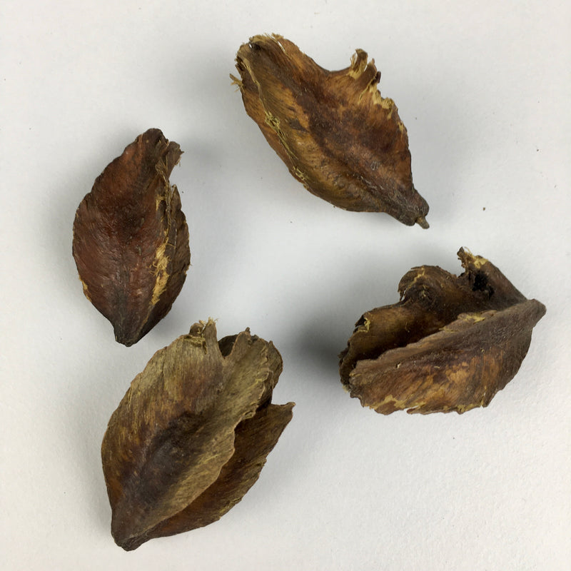 Terminalia Arjuna Carambola Kamrakh Plant Seeds | Fruit Seeds