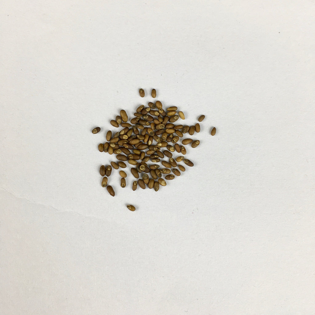 rosemary plant seeds Rosemary Herb Seeds
