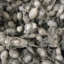 Kaempheria Any Color Flower Bulb