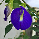 Aparajita Butterfly Pea Blue Clitoria Flower Seeds