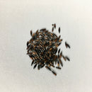 Statice Pacific Mixed Color Flower Seeds