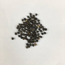 Sage Herb Seed