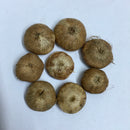 Ixia Any Colour Flower Bulbs