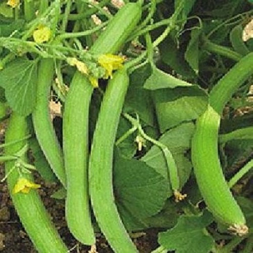 Long Melon Kakri | Vegetable Seeds