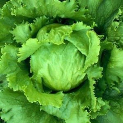 Lettuce Iceberg Round Salad Patta | Vegetable Seeds