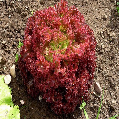 Lettuce Lolla Rossa Salad | Exotic Vegetable Seeds
