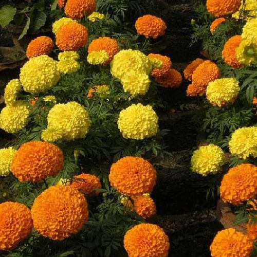 Marigold Basanti Big Bloom Mixed Color Flower Seeds
