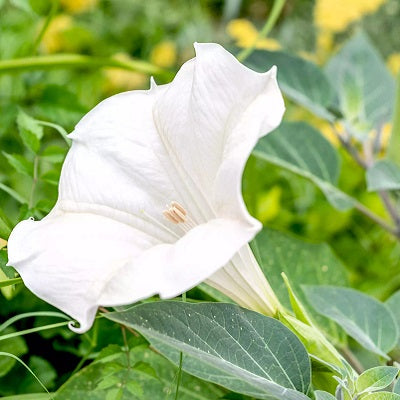 Moonflower Morning Glory White Color Flower Seeds Pack of 5 Seeds