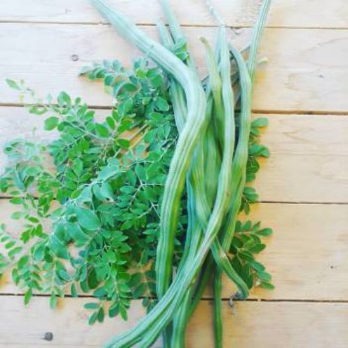 Moringa Oleifera Drumstick Moringa | Vegetable Seeds