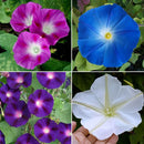 Morning Glory Ipomoea Creeper Any Color Flower Seeds