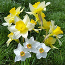Nargis Daffodil Any Color Flower Bulb