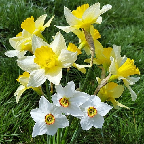 Nargis Daffodil Mix Color Flower Bulbs