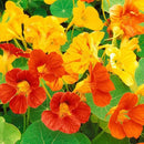 Nasturtium Alaska Mixed Color Flower F1 Seeds