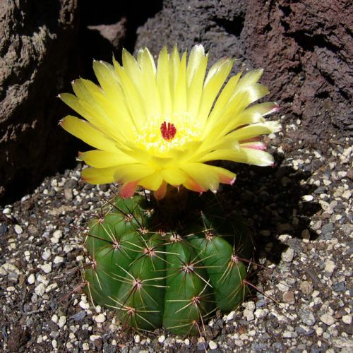 Notocactus Crassigibus Yellow Flower Cactus Seeds | Set of 10 Seeds