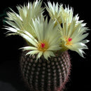 Notocactus Euginae Van Villiet Flower Cactus Seeds Set of 10 Seeds