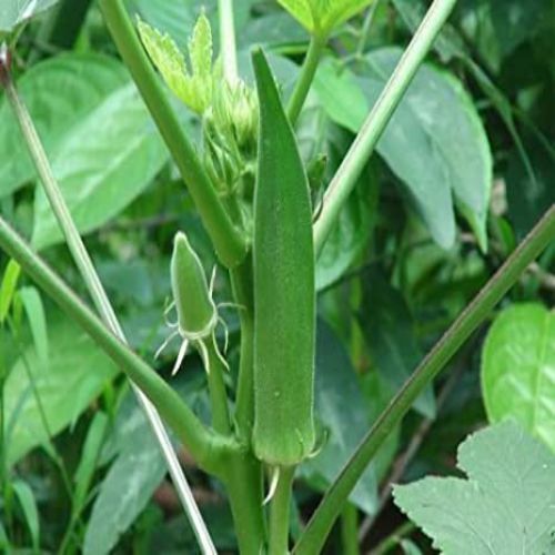 Bhindi Okra Lady Finger | Vegetable Seeds