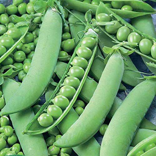 Peas Sweet Matar | Vegetable Seeds